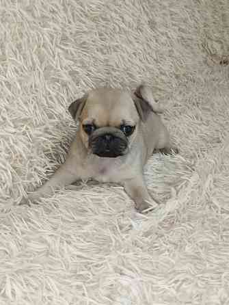 Продаются щенки Мопс Макеевка