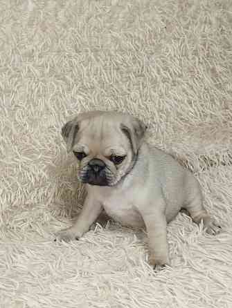 Продаются щенки Мопс Макеевка
