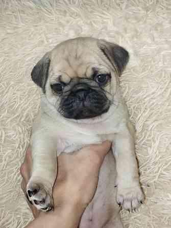 Продаются щенки Мопс Макеевка