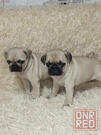 Продаются щенки Мопс Макеевка - изображение 4