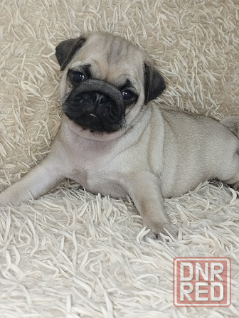 Продаются щенки Мопс Макеевка - изображение 1