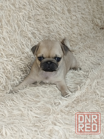 Продаются щенки Мопс Макеевка - изображение 3