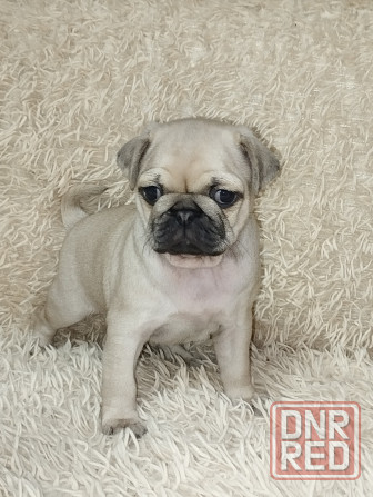 Продаются щенки Мопс Макеевка - изображение 7