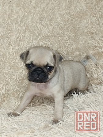 Продаются щенки Мопс Макеевка - изображение 5