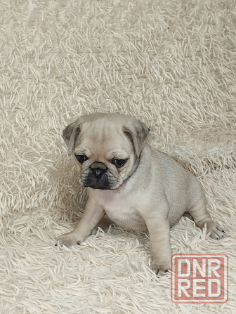 Продаются щенки Мопс Макеевка - изображение 2