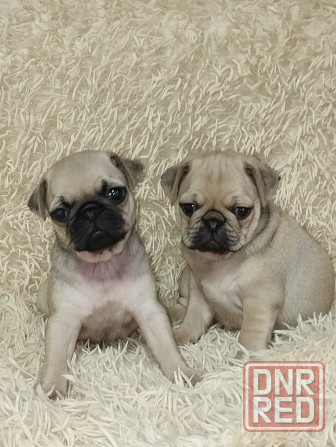 Продаются щенки Мопс Макеевка - изображение 8