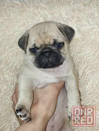 Продаются щенки Мопс Макеевка - изображение 6