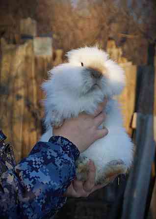 Продам красивую девочку Львиноголового кролика Макеевка