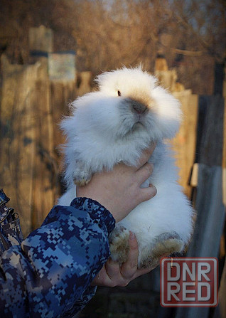 Продам красивую девочку Львиноголового кролика Макеевка - изображение 1