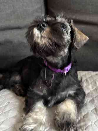 Продажа щенков цвергшнауцера Новоазовск