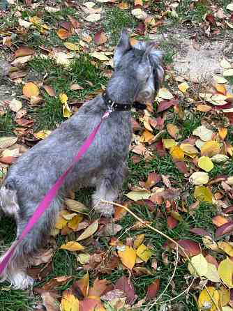 Продажа щенков цвергшнауцера Новоазовск