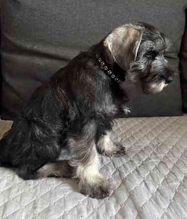 Продажа щенков цвергшнауцера Новоазовск