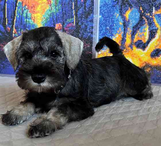 Продажа щенков цвергшнауцера Новоазовск