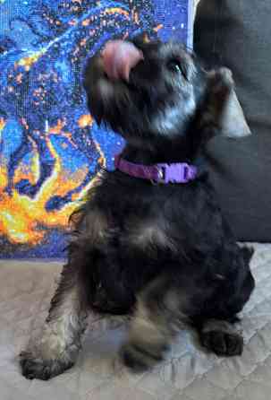 Продажа щенков цвергшнауцера Новоазовск