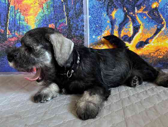 Продажа щенков цвергшнауцера Новоазовск