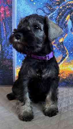 Продажа щенков цвергшнауцера Новоазовск