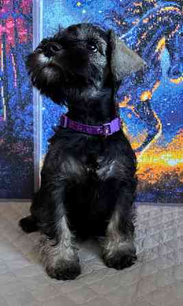 Продажа щенков цвергшнауцера Новоазовск