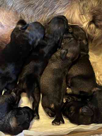 Продажа щенков цвергшнауцера Новоазовск