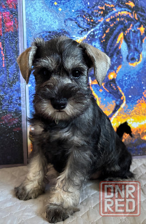 Продажа щенков цвергшнауцера Новоазовск - изображение 4