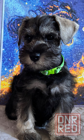 Продажа щенков цвергшнауцера Новоазовск - изображение 3