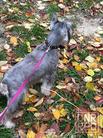 Продажа щенков цвергшнауцера Новоазовск - изображение 3