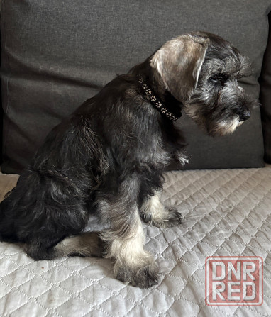 Продажа щенков цвергшнауцера Новоазовск - изображение 3