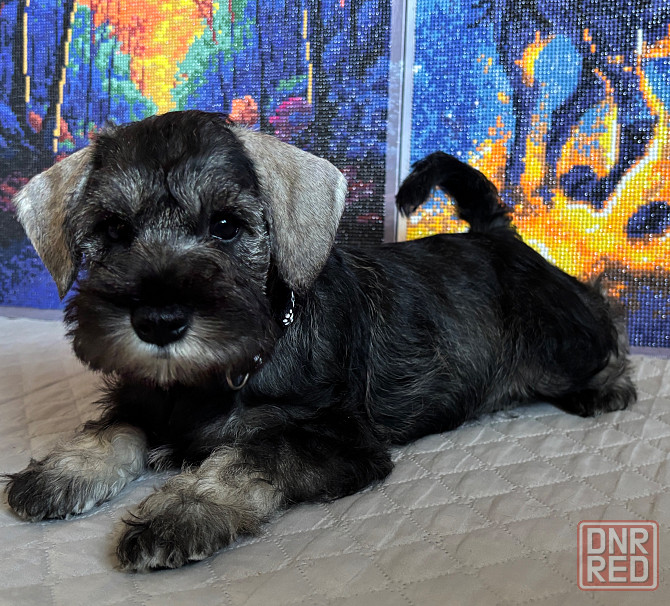 Продажа щенков цвергшнауцера Новоазовск - изображение 5