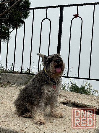 Продажа щенков цвергшнауцера Новоазовск - изображение 4