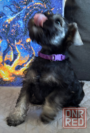 Продажа щенков цвергшнауцера Новоазовск - изображение 2