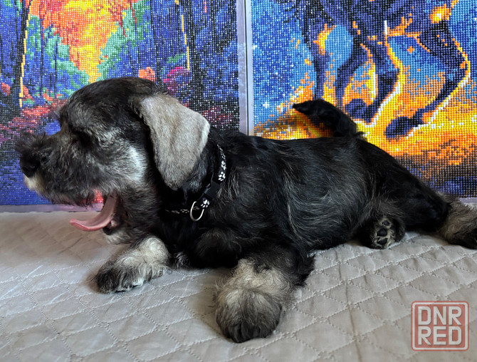 Продажа щенков цвергшнауцера Новоазовск - изображение 6