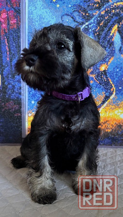 Продажа щенков цвергшнауцера Новоазовск - изображение 4