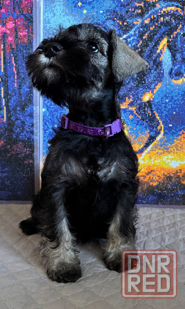 Продажа щенков цвергшнауцера Новоазовск - изображение 5