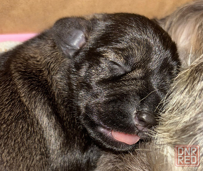 Продажа щенков цвергшнауцера Новоазовск - изображение 2