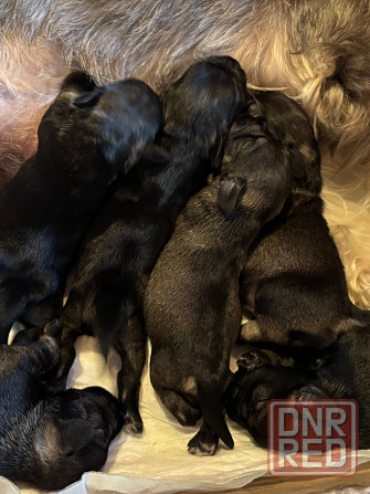 Продажа щенков цвергшнауцера Новоазовск - изображение 1