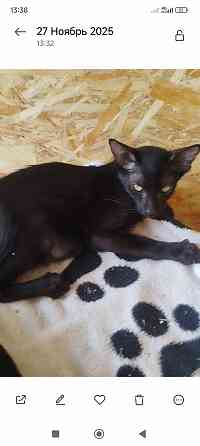 Черный ориентал Донецк