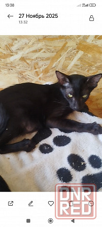 Черный ориентал Донецк - изображение 1