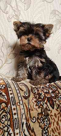 Продам щенков йорка Донецк