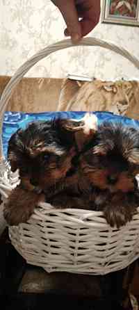 Продам щенков йорка Донецк