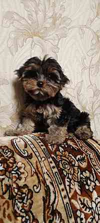 Продам щенков йорка Донецк