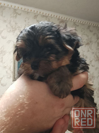 Продам щенков йорка Донецк - изображение 4