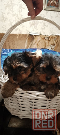 Продам щенков йорка Донецк - изображение 2