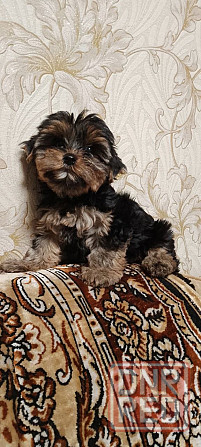Продам щенков йорка Донецк - изображение 5