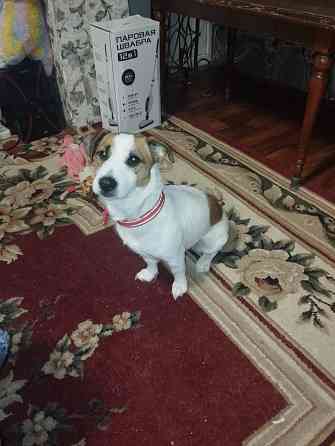 Продам породистую собачку Макеевка