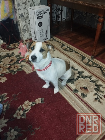 Продам породистую собачку Макеевка - изображение 1