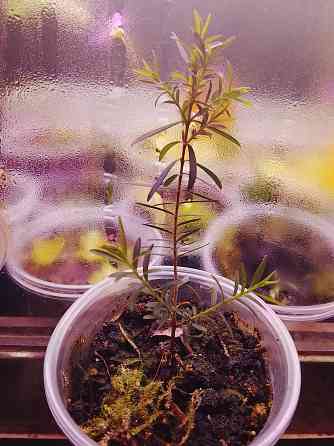 Микромиртус, кунцея и вариегатный мирт. Донецк