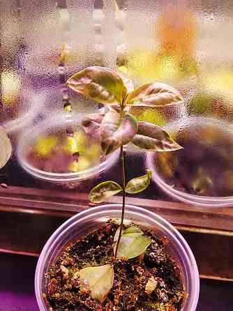 Микромиртус, кунцея и вариегатный мирт. Донецк