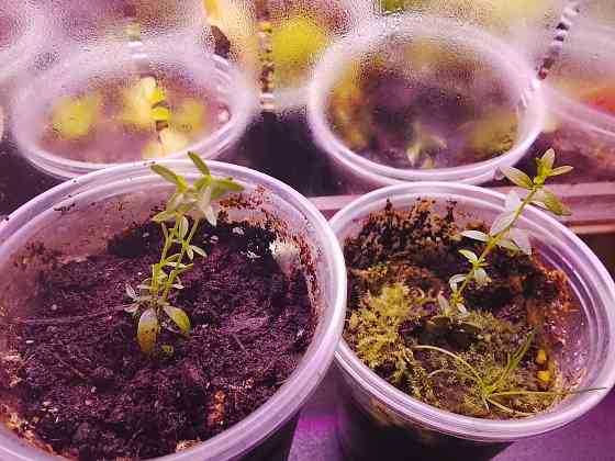 Микромиртус, кунцея и вариегатный мирт. Донецк