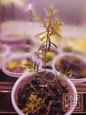 Микромиртус, кунцея и вариегатный мирт. Донецк - изображение 2