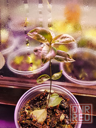 Микромиртус, кунцея и вариегатный мирт. Донецк - изображение 3