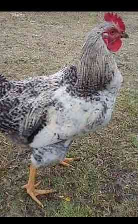 Молодые домашние петушки. Донецк